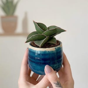 May include: A small Sansevieria plant with thick, dark green, pointed leaves featuring thin, light-coloured edges, potted in a round, handmade ceramic planter with a glossy, deep blue glaze and a cream-coloured rim at the top edge.