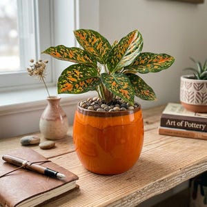 May include: An Aglaonema plant with variegated green and orange leaves potted in a glossy, rounded orange ceramic planter. The soil surface is covered with small, smooth, light-coloured decorative pebbles, and the plant sits upright.