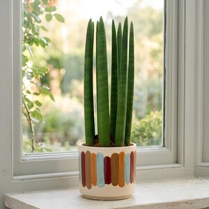 Sansevieria cylindrica 'Straight' Cylindrical Snake Plant | multiple size