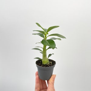 Adenium obesum &#39;Pink star&#39; 12 cm or 6 cm pot nursery options, pink flowers,rare plant, hard to find plant, desert rose