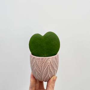 May include: A heart-shaped green plant in a pink ceramic pot with a leaf pattern. The pot is being held by a hand.