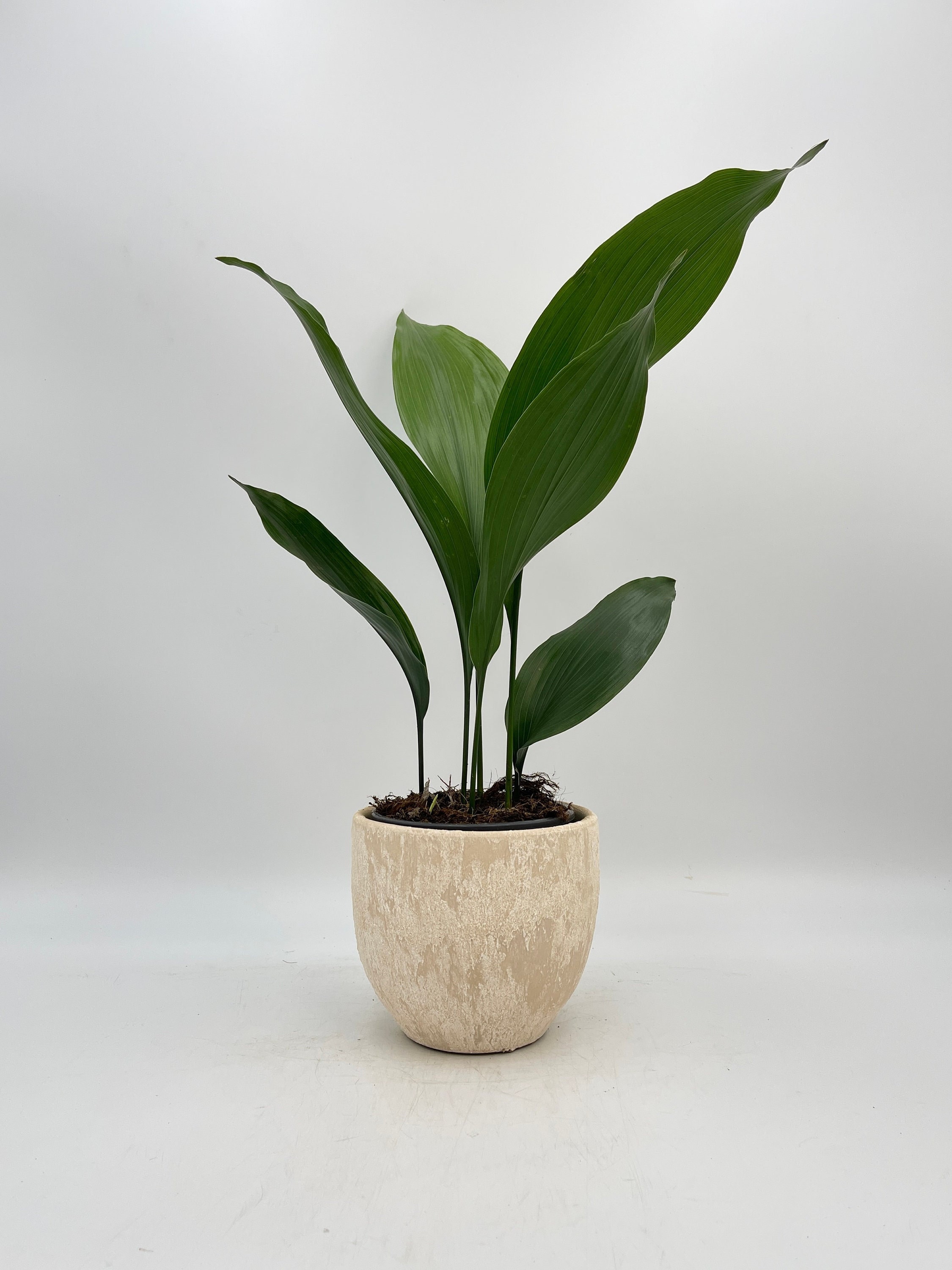 planting pots ceramic Standard Garden Pot By Plantatorem Set of 4 / Heirloom White
