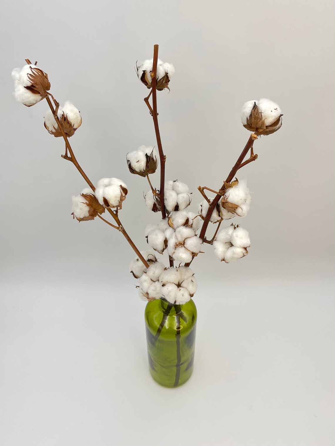 Natural Dried Cotton Branches Dried Cotton Stems 4550 Cm Etsy UK