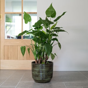 May include: A large green potted plant with large, heart-shaped leaves. The plant is in a dark green ceramic pot with a textured surface.