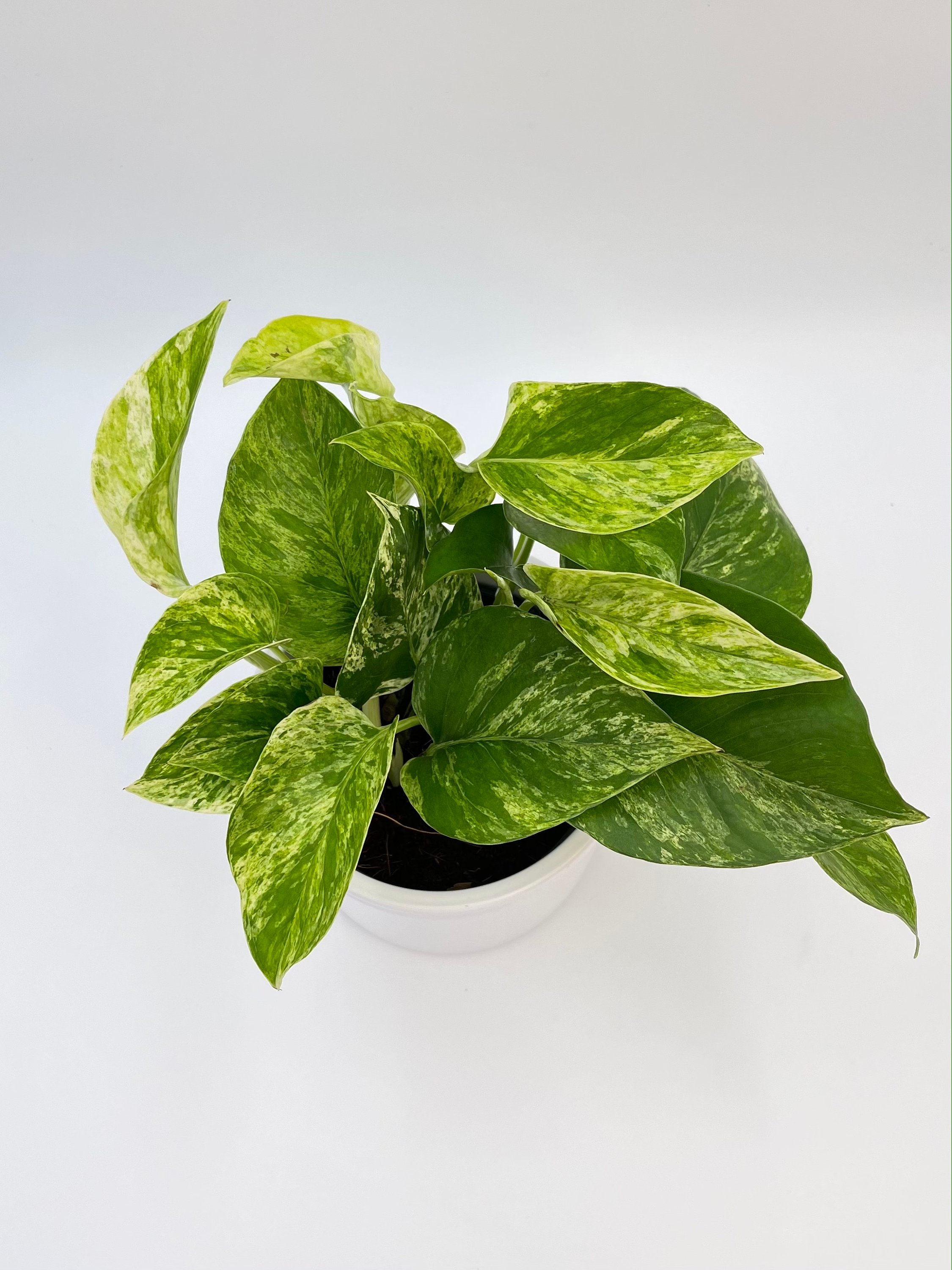 Marble Queen Devil's Ivy