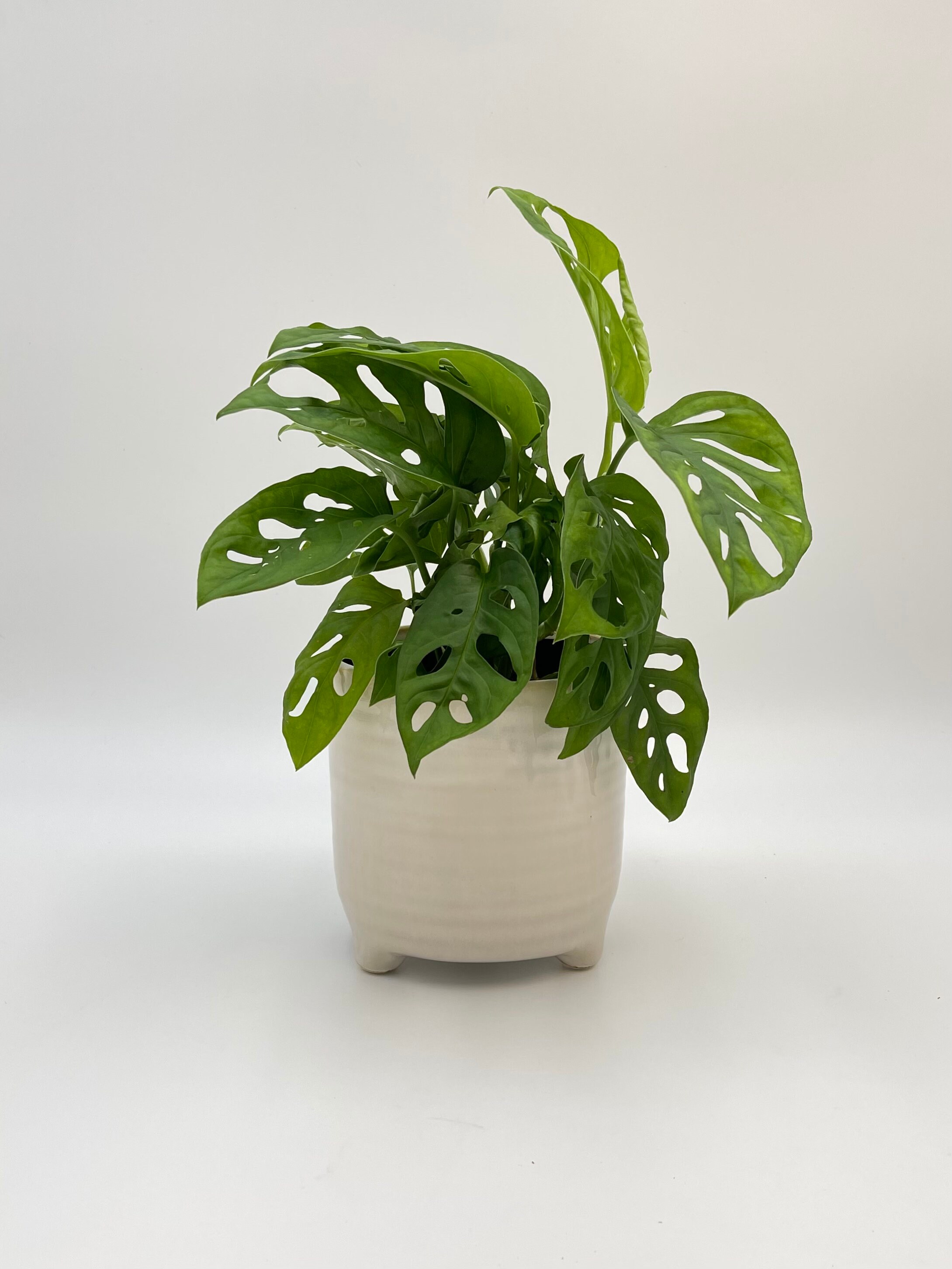 Monstera adansonii Monkey Mask Mini Swiss Cheese Plant 30