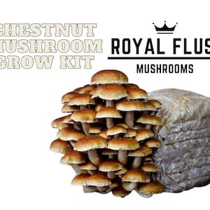 Chestnut Mushroom Grow Kit -Great Gift