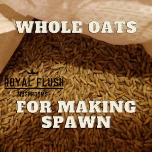10lbs. Whole Oats For Spawn Making