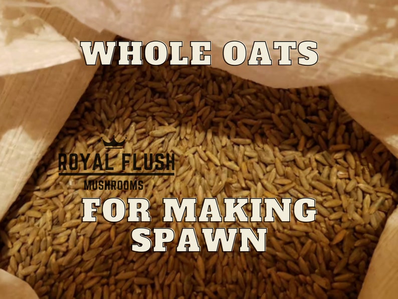10lbs. Whole Oats For Spawn Making 10lbs. Whole Oats For Spawn Making