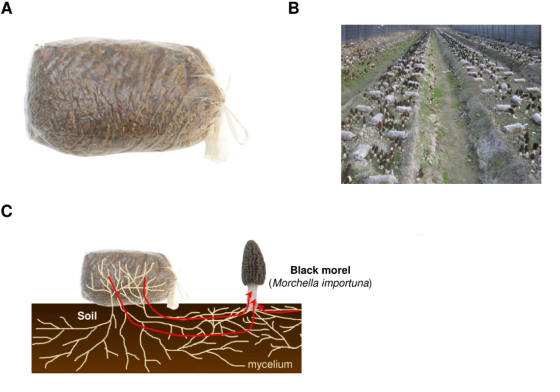 Morel Growing Kit Spawn Kit for Outdoor Bed Etsy