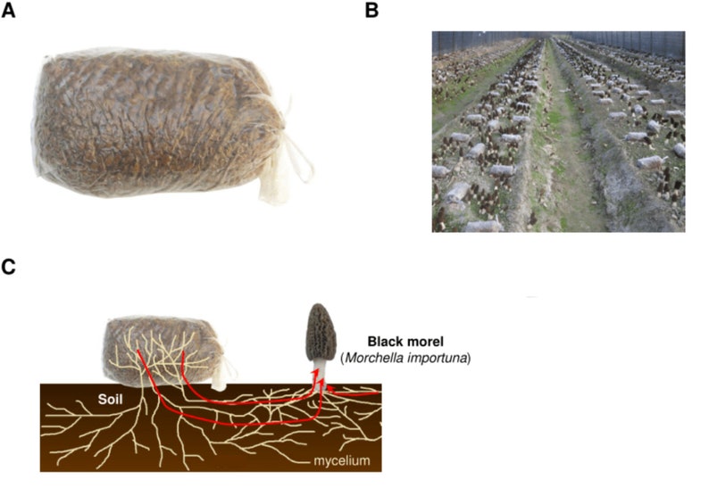 Morel Growing Kit Spawn Kit for Outdoor Bed Etsy