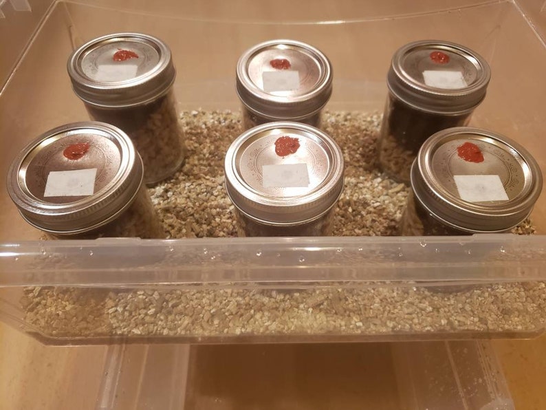 Complete Fruiting Chamber With 6 PF TEK Jars Sprayer and Etsy