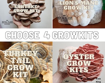 Kit de cultivo de hongos: ostra, shiitake, melena de león y más