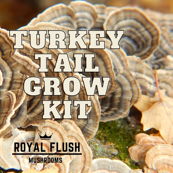 Turkey Tail Mushroom Grow Kit