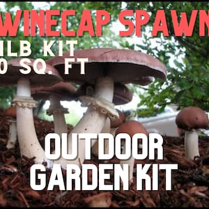 Winecap Garden Spawn Grow Kit 4lb