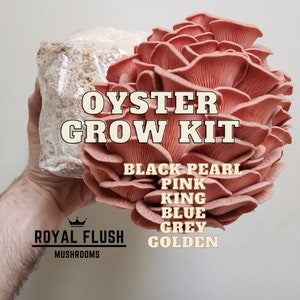 Oyster Mushroom Grow Kit - Great Gift