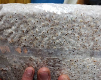 4er Pack à 4lb. Grain Spawn Bags - Wählen Sie aus 30 kommerziellen Sorten