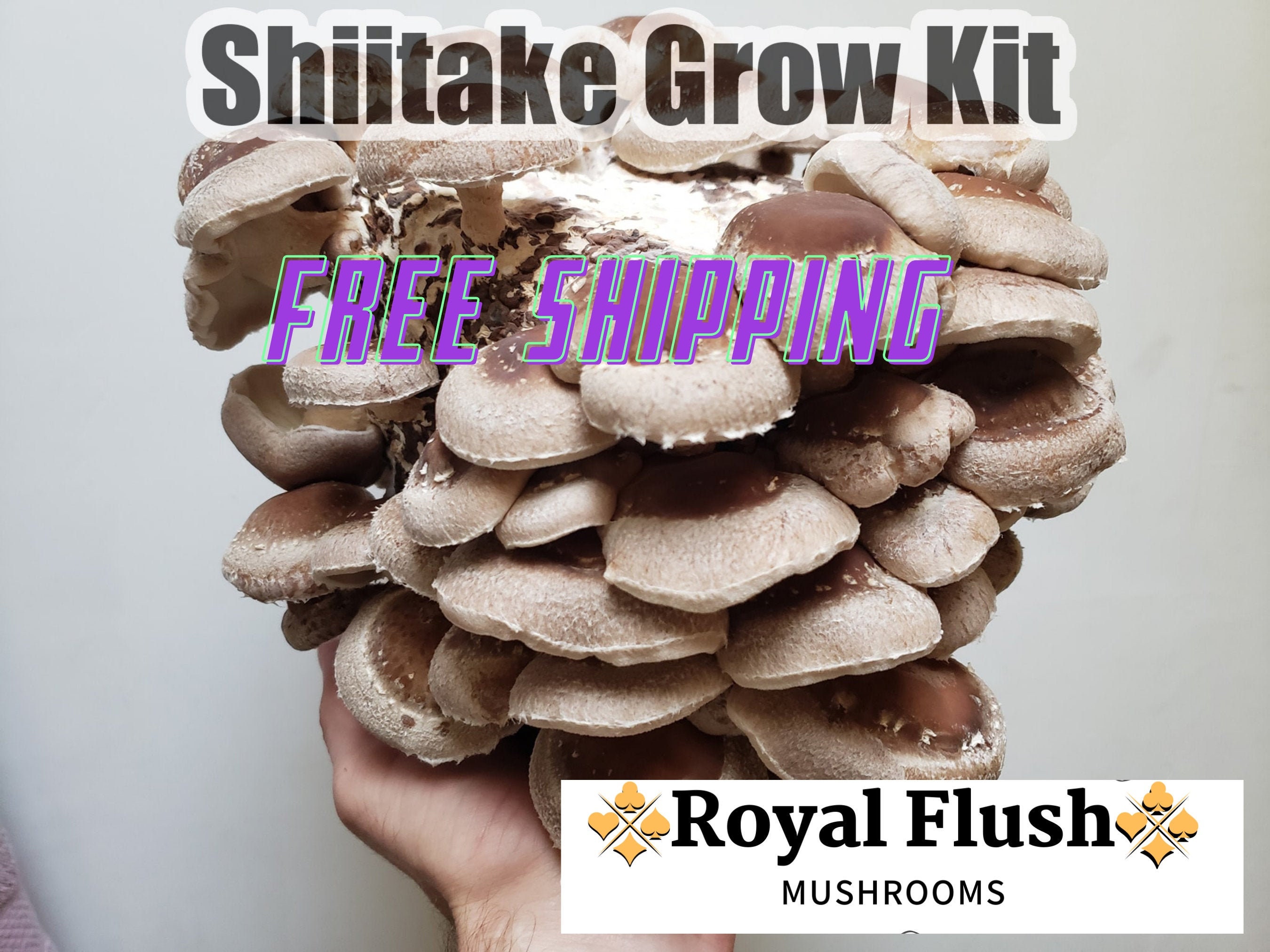 Shiitake Grow Kit Spray n' Grow Etsy