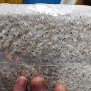 Mushroom Grain Spawn- Commercial Colonized 4lb bag