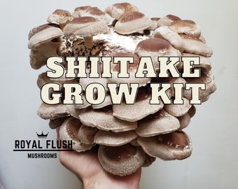 Shiitake Mushroom Grow Kit