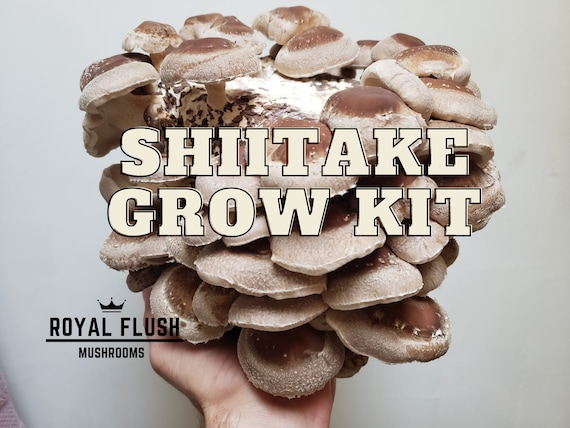 Kit de culture de champignons shiitake -  France