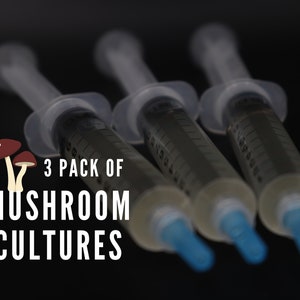 3 Gourmet Mushroom Cultures - Choose From 30 Kinds