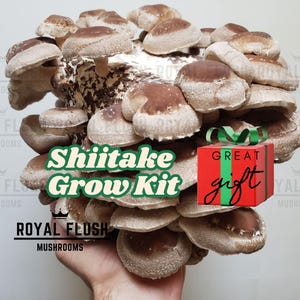 Shiitake-Pilz Zuchtset: Einfach Wachsend, Gluten-Frei