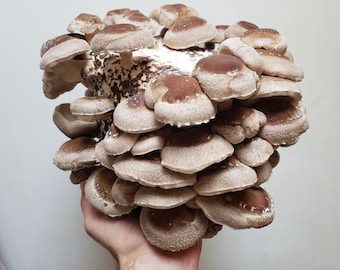 Kit de cultivo de hongos shiitake: fácil de cultivar y sin gluten