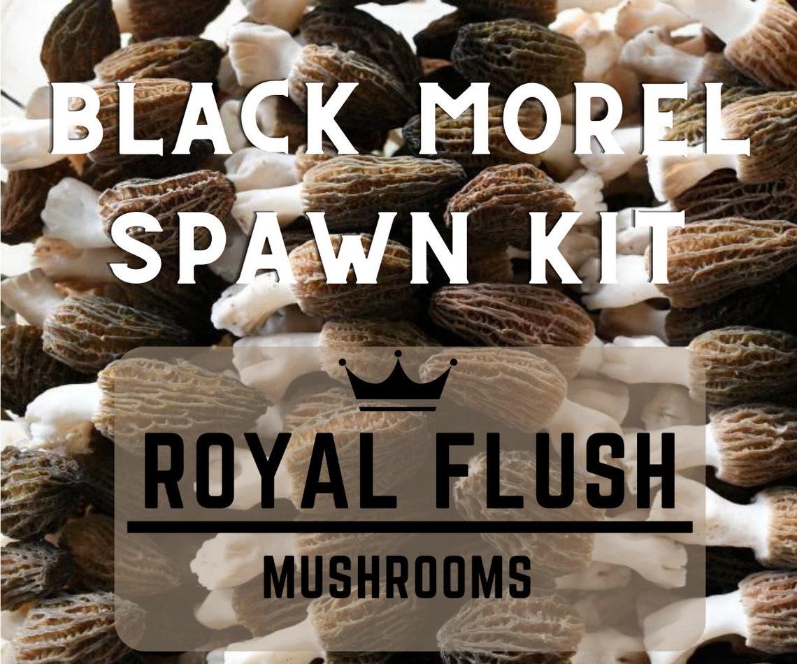 Morel Growing Kit Spawn Kit for Outdoor Bed Etsy