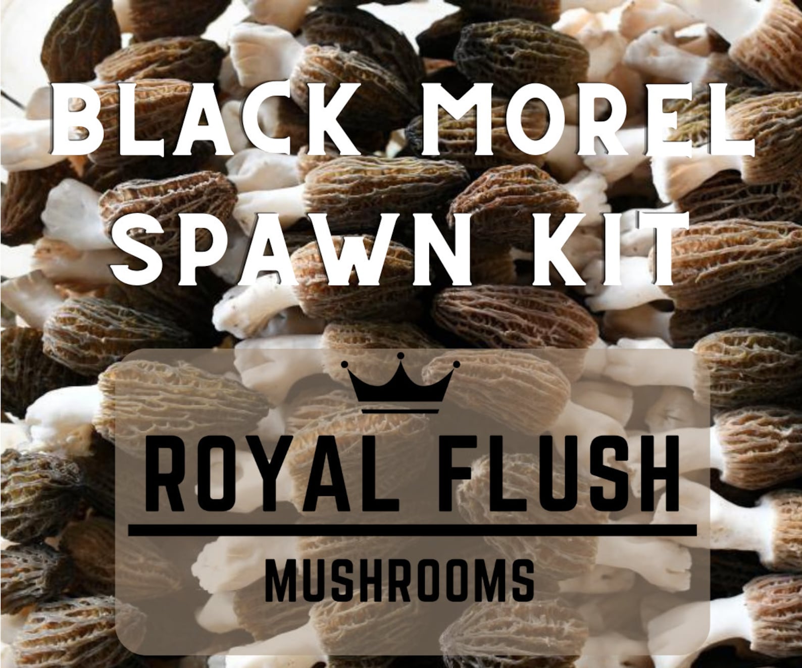 Morel Growing Kit Spawn Kit for Outdoor Bed Etsy