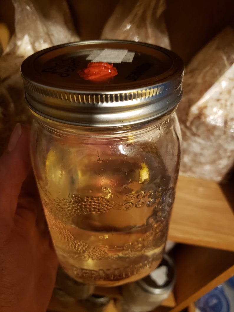 12ml Mushroom Liquid Culture 10 varieties Etsy