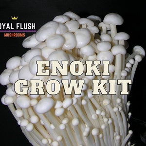 Enoki Pilzzuchtset - Einfach Wachsend, Gluten-Frei