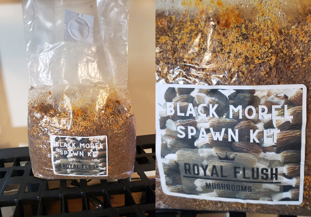 Morel Growing Kit Spawn Kit for Outdoor Bed Etsy Canada