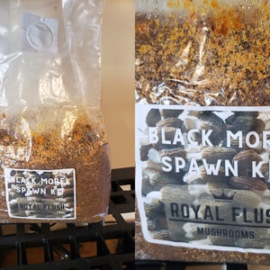 Morel Growing Kit - Spawn Kit for Outdoor Bed
