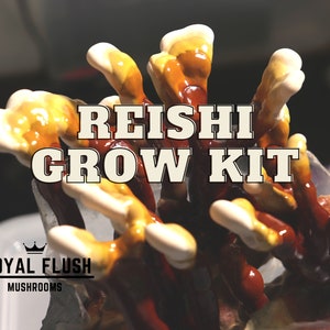 Reishi Mushroom Grow Kit - Great Gift Idea