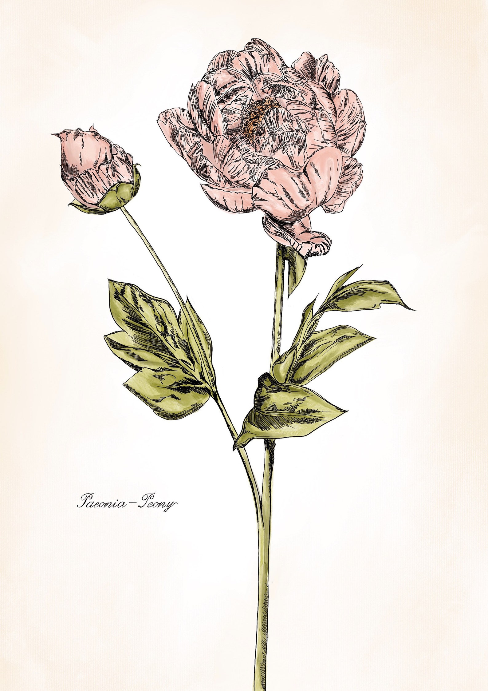 Botanical Print-Peony | Etsy