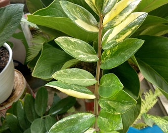 Black Zz Raven Zz Plant Black Zamioculcas Zamiifolia 5 Etsy