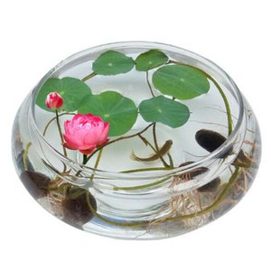 X 12 seeds Sacred Lotus Flowers Pink symbols of purity and devotion