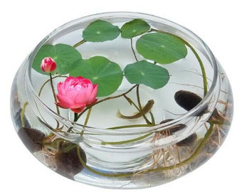 X 12 graines Fleurs de Lotus Sacré Rose symboles de pureté et de dévotion