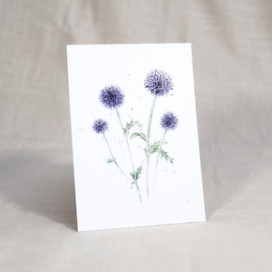 Carte postale Kugeldiestel / carte postale aquarelle / carte fleurie