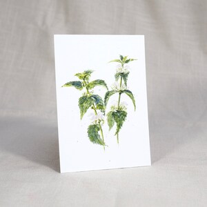 Carte postale 'Deadnettle'