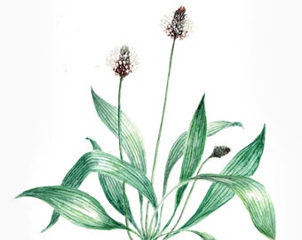 Art print 'Ribwort Plantain'