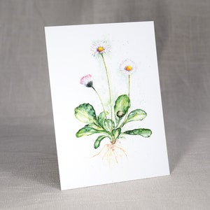 Carte postale Marguerite / Carte Fleur / Carte Postale Aquarelle