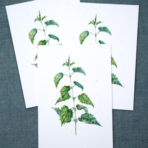 Carte postale 'Ortie piquante'