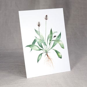 Postal plátano ribwort / postal acuarela / tarjeta de planta