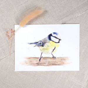 Postkarte Blaumeise / Vogelkarte / Aquarellpostkarte