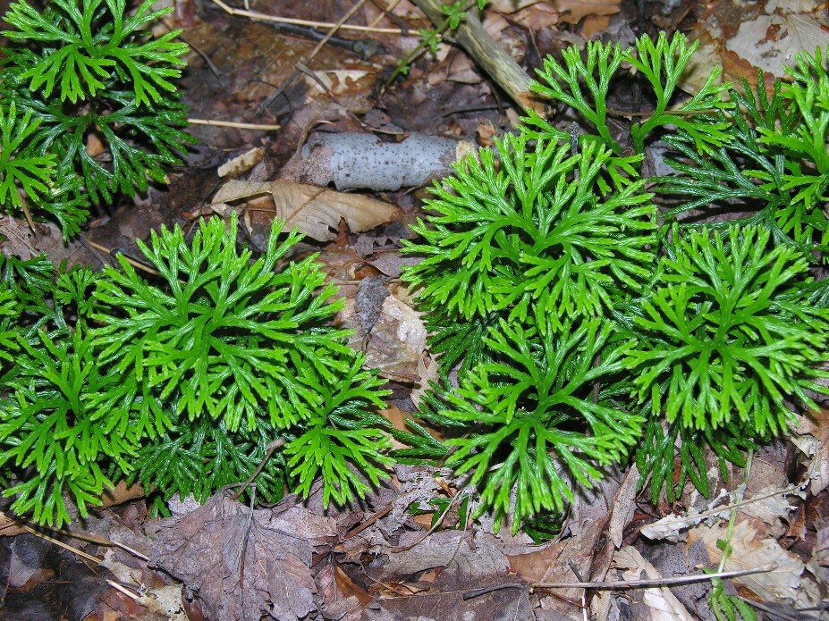 3 ground pine plant princess pine fan clubmoss etsy