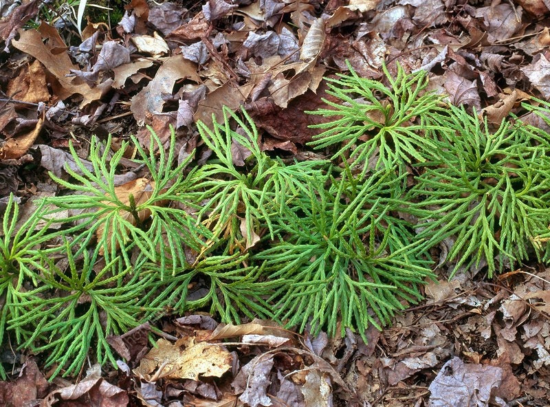 100 ground pine plant princess pine fan clubmoss etsy
