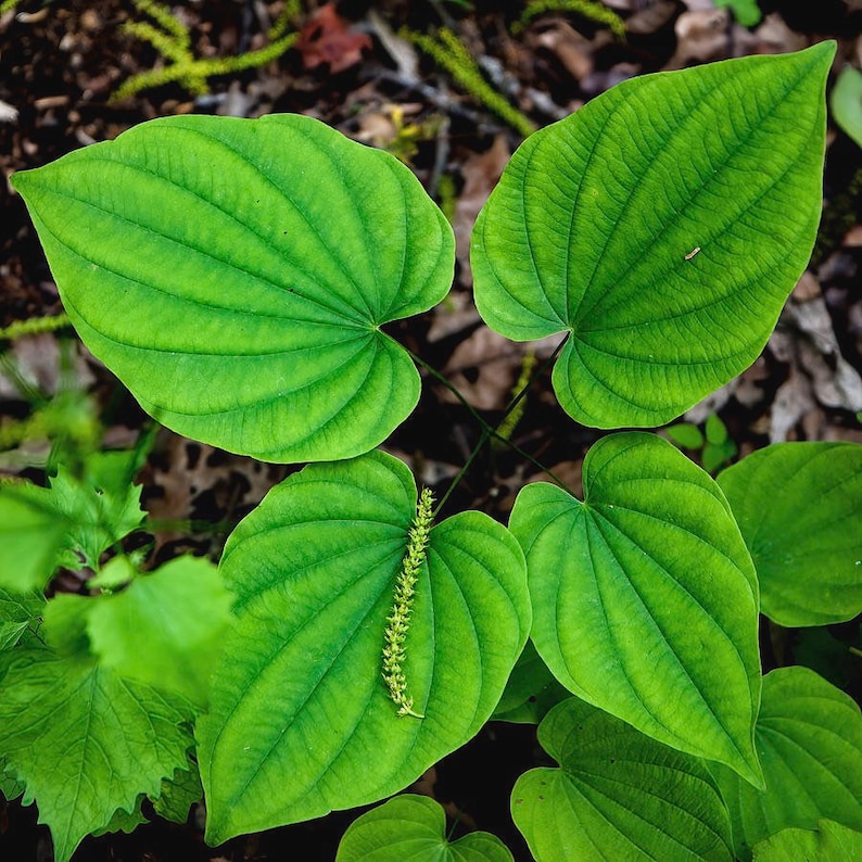 5 Wild Yam Plant Wild Yam Roots Rhizomes Fresh Transplant Etsy