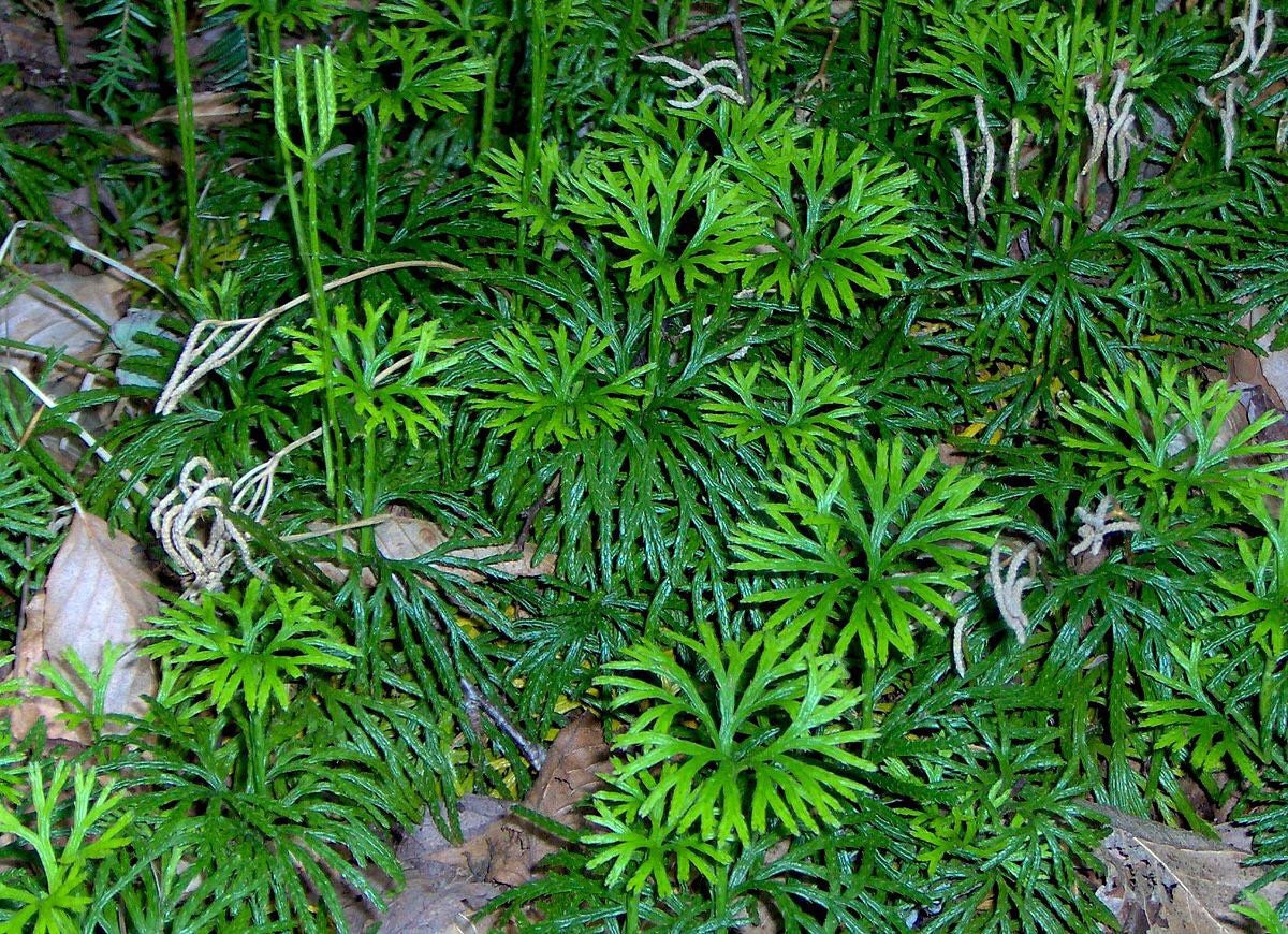 100 ground pine plant princess pine fan clubmoss etsy